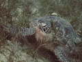   Turtle two remoras seagrass. Bannerfish Bay DahabCanonS120 Canon housing Inon UWLH100 seagrass  